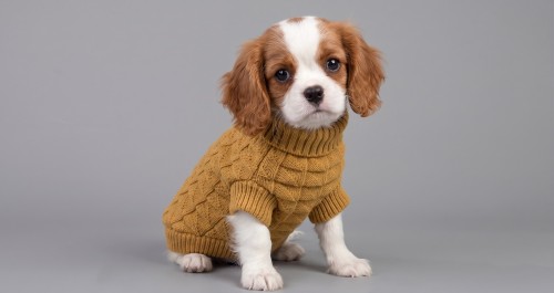 Miękki sweter dla psa Honey_2.jpg