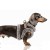 MP2430 - AURELIUS Dog.jpg