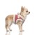 MP2427 - SOLENE Dog 2.jpg