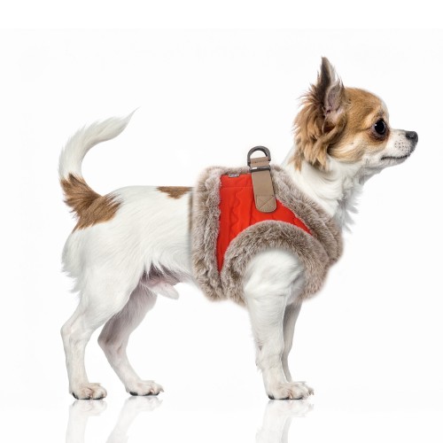 MP2431 - PERCY Dog.jpg
