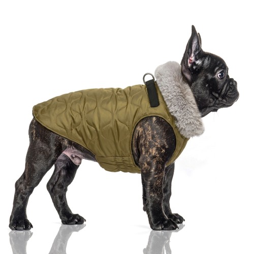 MP2402 - ROMEO Dog.jpg