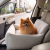 Pomeranian w beżowym foteliku samochodowym.png