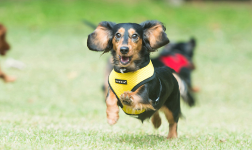 Bezuciskowe szelki dla psa Puppia Soft żółte yellow