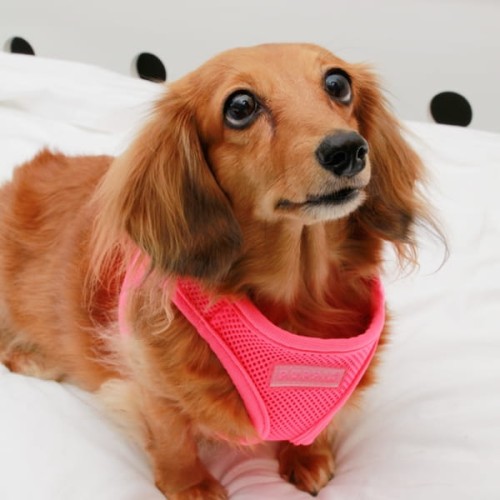 Bezuciskowe szelki kamizelka dla psa i kota puppia soft neon pink różowe