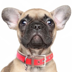 Neon Pink Collar- Milk&Pepper