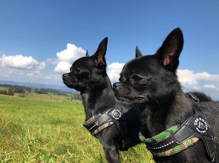 lekkie szelki dla psa i kota tre ponti mesh moro