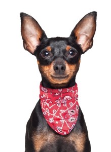 Aquacoolkeeper Cooling Bandana Western