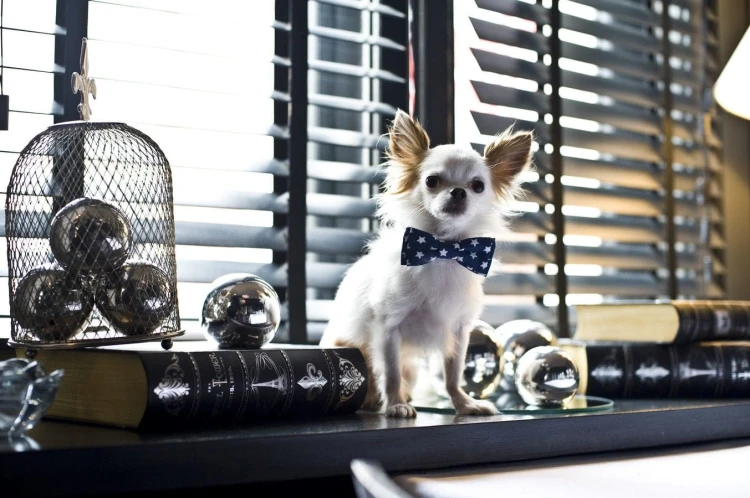 68286d964cc50e7f98293a8912631478