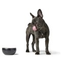 ceramiczna miska dla psa Lund black_dog.jpg