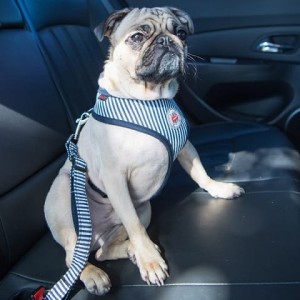 PUPPIA Bobby seatbelt lead