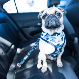 PUPPIA Bobby camo seatbelt lead