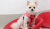 bezuciskowe szelki dla psa puppia vivien czerwone red